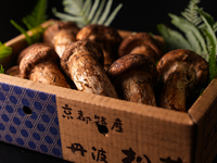 [Winter pole course] 38,500 yen