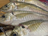 夜のおまかせコース　12月以降