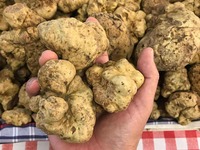 【Menù Medio】メディオコース