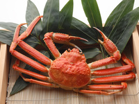 季節限定 浅田「蟹づくし」《伊兵衛》