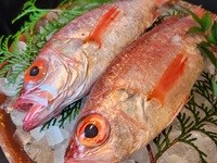 ＜全室個室＞【珠玉】喉黒・松阪牛・活け伊勢海老等いろり焼き5種と本ずわい蟹ちり蒸しなど～全10品～