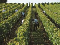 Chateau Dassault Special Dinner