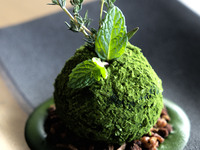 【Limited to 10 serving】Bonsai Tiramisu