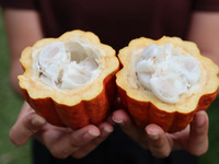 カカオジャーニーコース