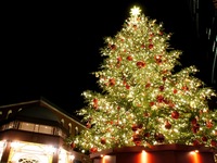 Christmas Omakase Course with Tea Pairing