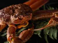 【松葉がにしゃぶしゃぶコース】33,000円