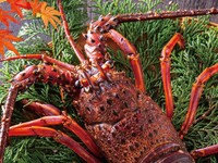 Limited to December, January, and February: Winter yellowtail, crab, abalone, and spiny lobster - seasonal winter specials