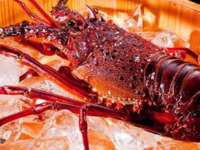 アラマンダ開業20周年記念　第二弾　琉美 -RYUBI-