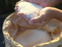 【鮨】ヤマダファーム×月の桂×伏見乃    鮨 水暉 コラボレーションイベント 