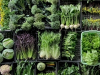 【天麩羅】ヤマダファーム×月の桂×伏見乃    天麩羅 水暉コラボレーションイベント