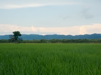 [Ideal] Yamada Farm x Tsuki no Katsura x Fushimino Ideal Mizuki Collaboration Event