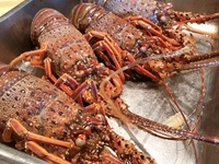 須崎産　伊勢海老のパスタ入りコース