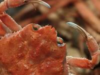 Omakase ”Koubako Crab" Course (Nov 13 – Dec 29)