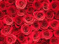 【プロポーズプラン】プレミアエタニティコース※バラ108本付き