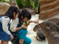 【토, 일, 공휴일】 고베 도부츠 왕국 & GOCOCU 디너 뷔페 90 분제 🔷 성인