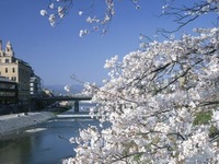 鴨川 京フレンチ｜桜スパークリング付き　魚料理・肉料理どちらも愉しめる5品