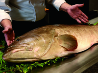 【期間限定ディナー　呉竹】冬の至宝 九絵鍋(時価)