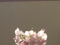 小雑誌　MAIDEN  発送　5冊