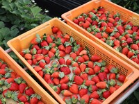 フルーツコース「ブランド苺」(大人料金)