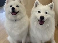 [9/11] Yuki-chan & Reirei-chan Birthday Event