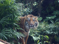 【평일】고베 도부츠 왕국 입장＆음식 뷔페 첨부・사경원 점심 세트🔷어른