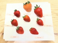 《1日限定追加開催3/27(金)11:30～》【第5回フルーツサロンアカデミー”いちご” ～厳選いちごの学び・味わい・体験～】