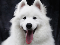 Reservations (weekdays)