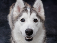 提前預訂（週六、週日及假日）