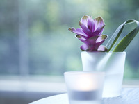 【春期限定 】Spring Re-Awakening-100min