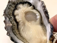 おまかせコース（オンライン事前決済）