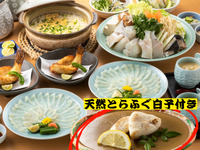 【天然とらふぐ白子付き】贅沢★冬の味覚満喫★てっさ増量！ 南知多産 天然とら河豚づくしコース