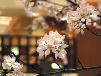 ＜春限定＞さくら御膳（3/1～3/31）