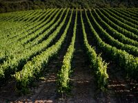 [3/13]  One Night Wine & Dine Event with TORRES