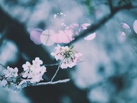 [Enjoy the taste of cherry blossoms and spring] Cherry blossom viewing dinner with shrine garden ticket