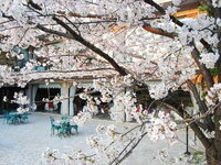 鉄板焼【ランチ】特選桜コース15,400円