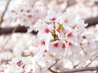 Sakura course + toast drink included