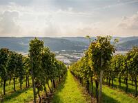 3/25【ワインサロン】ロゼワインの世界