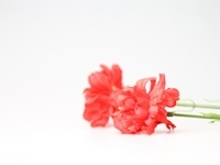 【OneHarmony会員特別価格】母の日特別ランチコース「Merci,maman.」