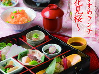 推荐春季午餐“花波樱”