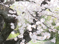 桜ランチ　ーハーフコースー