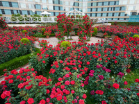 【平日限定】Red Rose Garden入場券付 THE SKY ランチビュッフェ(120分制)