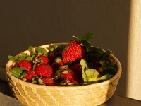 3月　黒苺の旅　　(税込み)