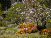 【Dinner】SPRING COURSE ¥12,000