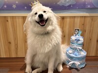 【18時枠限定】アルちゃんバースデーイベント