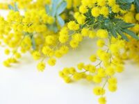 ミモザとクロモジのパフェ ≪3/8（日）1日限定開催≫