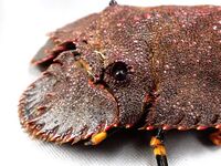 和琉プレミアムコース　尚　ーSHOUー　2026