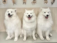 【18時枠限定】とうらい兄弟＋きらりちゃんバースデーイベント