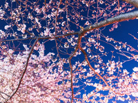 【桜が見えるテラス席確約】■お花見ディナーコース■ 前菜からパスタ、あべ鶏のローストと苺と桜のドルチェまで充実の2時間飲み放題付きプラン