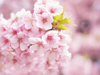 【桜が見えるテラス席確約】■平日限定お花見ランチコース■ 選べるパスタと自慢のメイン、苺のドルチェなど5品＋乾杯1ドリンク＆食後のカフェ付き