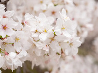 Seat only (elementary school students) + 90 minutes of all-you-can-drink soft drinks